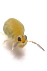 Sminthurinus henshawi