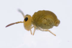 Sminthurinus henshawi