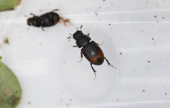 Phalacronothus biguttatus