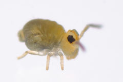 Sminthurinus henshawi