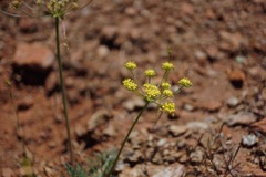 Lomatium congdonii