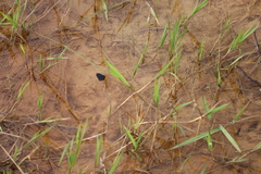 Megadytes