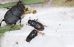 Phalacronothus biguttatus