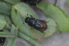 Phalacronothus biguttatus