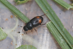 Phalacronothus biguttatus