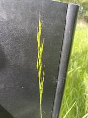 Bromus racemosus