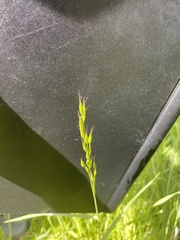 Bromus racemosus