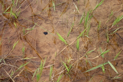 Megadytes