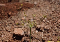 Lomatium congdonii