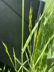 Bromus racemosus