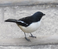 Laniarius ferrugineus