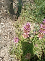 Monarda citriodora