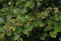 Orchestes fagi