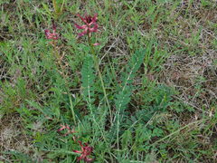 Astragalus brachycarpus
