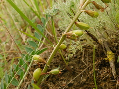 Astragalus brachycarpus