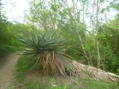 Yucca treculiana