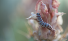 Pseudoschinia elautalis