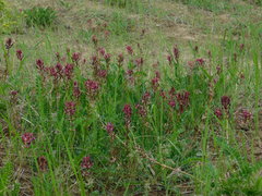 Astragalus brachycarpus