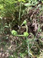 Histiopteris