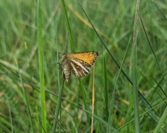 Isturgia limbaria