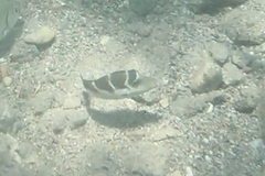 Canthigaster cyanospilota
