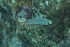 Neopomacentrus miryae