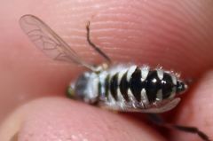 Laphystia litoralis