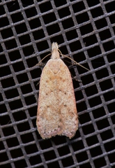 Dichomeris ventrellus