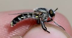 Laphystia litoralis