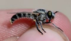 Laphystia litoralis