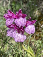 Anacamptis papilionacea grandiflora