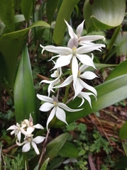 Prosthechea sima