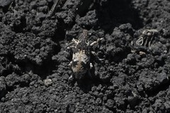 Bothynoderes affinis