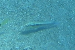 Coris caudimacula