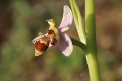 Ophrys scolopax