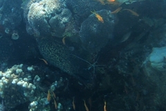 Gymnothorax flavimarginatus