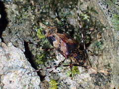 Graphisurus triangulifer