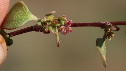 Image of Tetragonia echinata by (c) Tony Rebelo, some rights reserved (CC BY-SA)