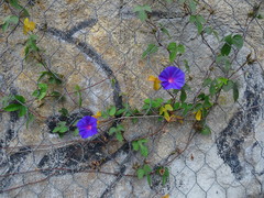 Ipomoea indica