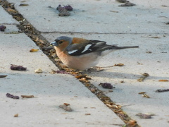 Fringilla coelebs