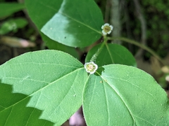 Euphorbia mercurialina