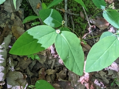 Euphorbia mercurialina