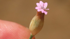 Kohlrauschia