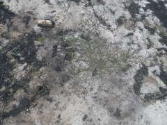 Pelargonium multiradiatum