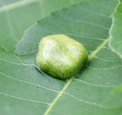 Phylloxera notabilis