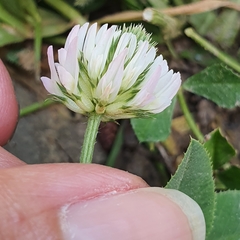 Trifolium nigrescens image