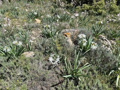 Pancratium illyricum