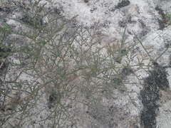 Pelargonium multiradiatum