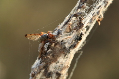 Dorycera