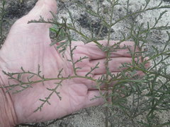 Pelargonium multiradiatum